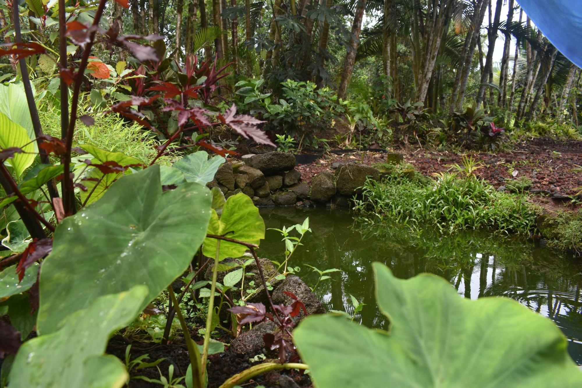 The Red And Hawaiian Pond Garden Paradise! Holiday home *